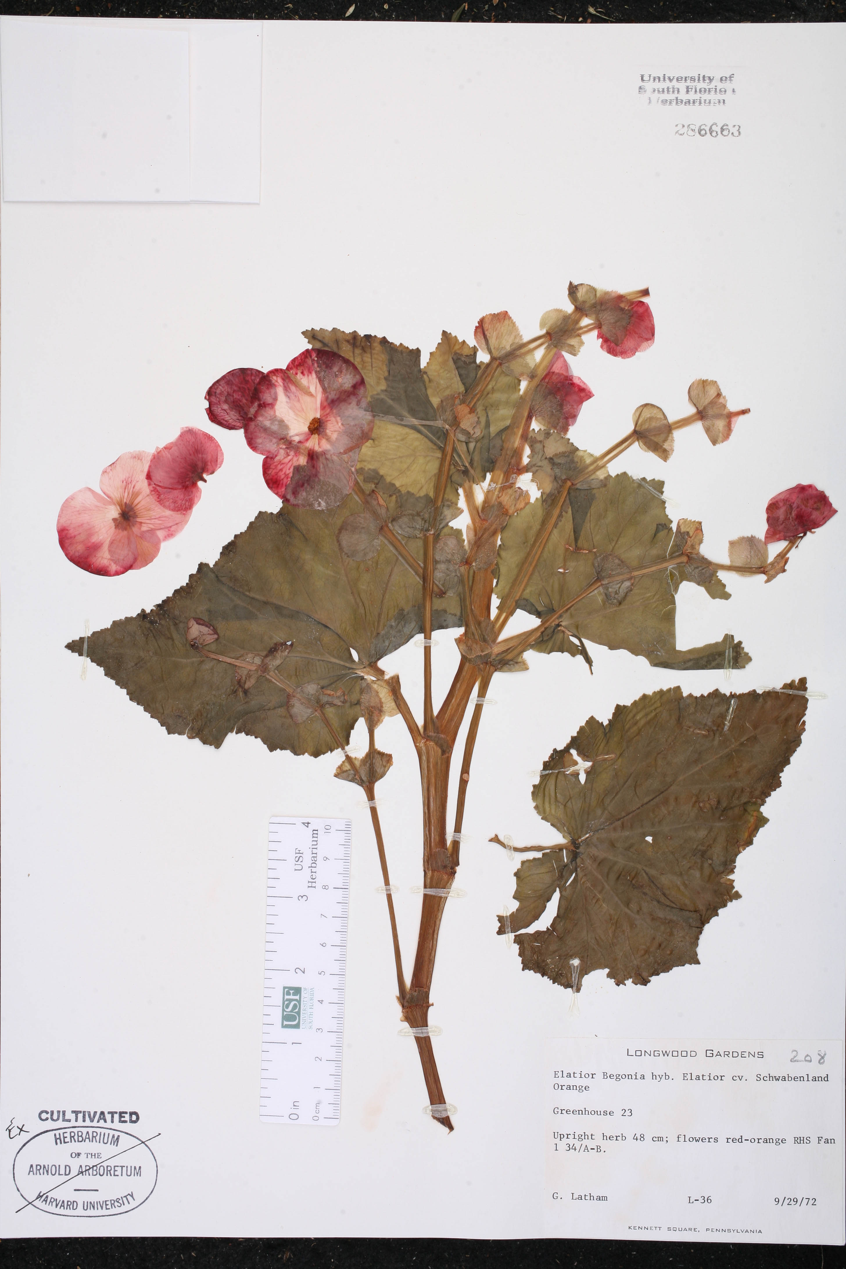 Begônia Elatior Rosa de Vaso