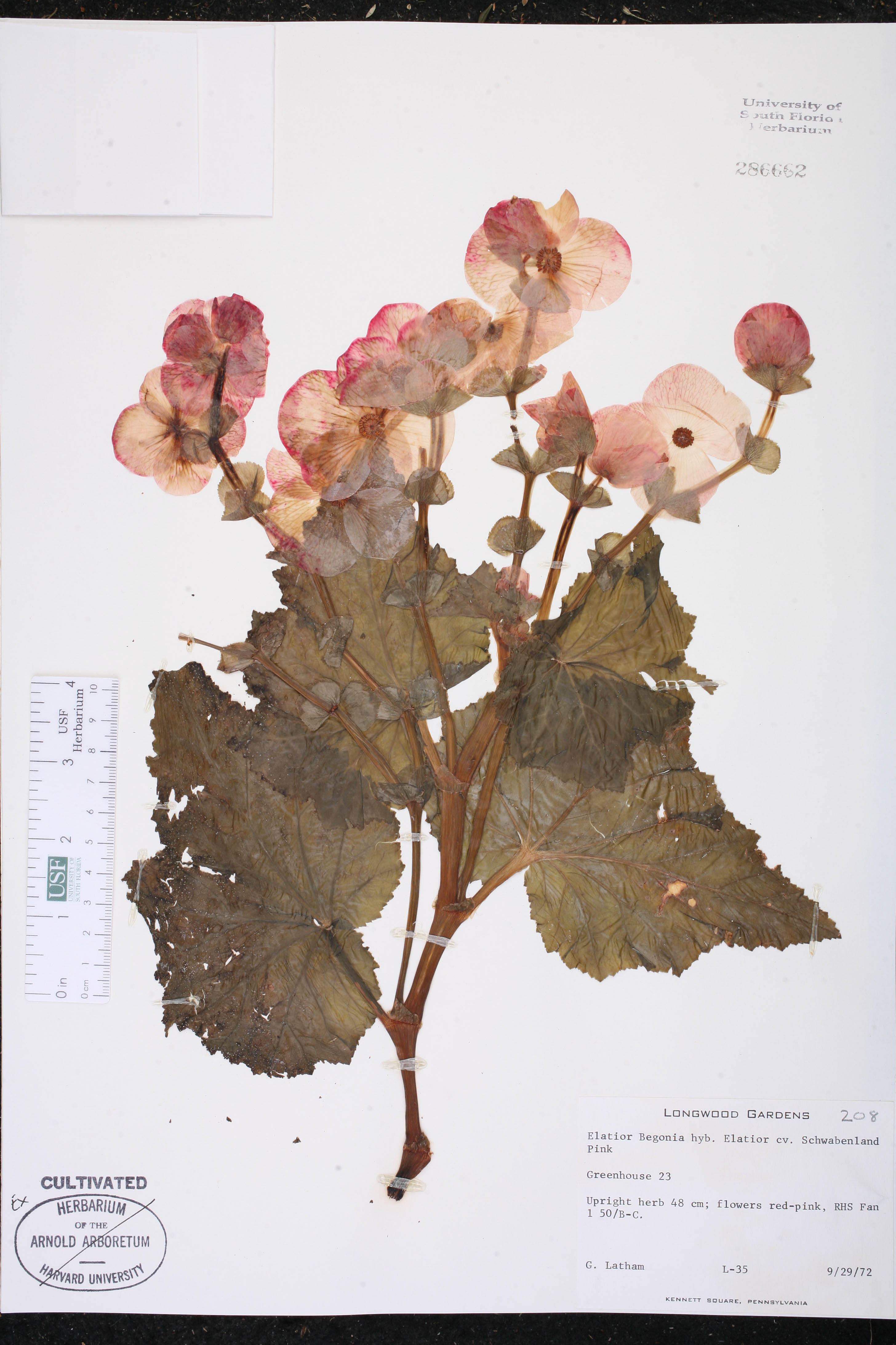 Begônia Elatior Rosa de Vaso