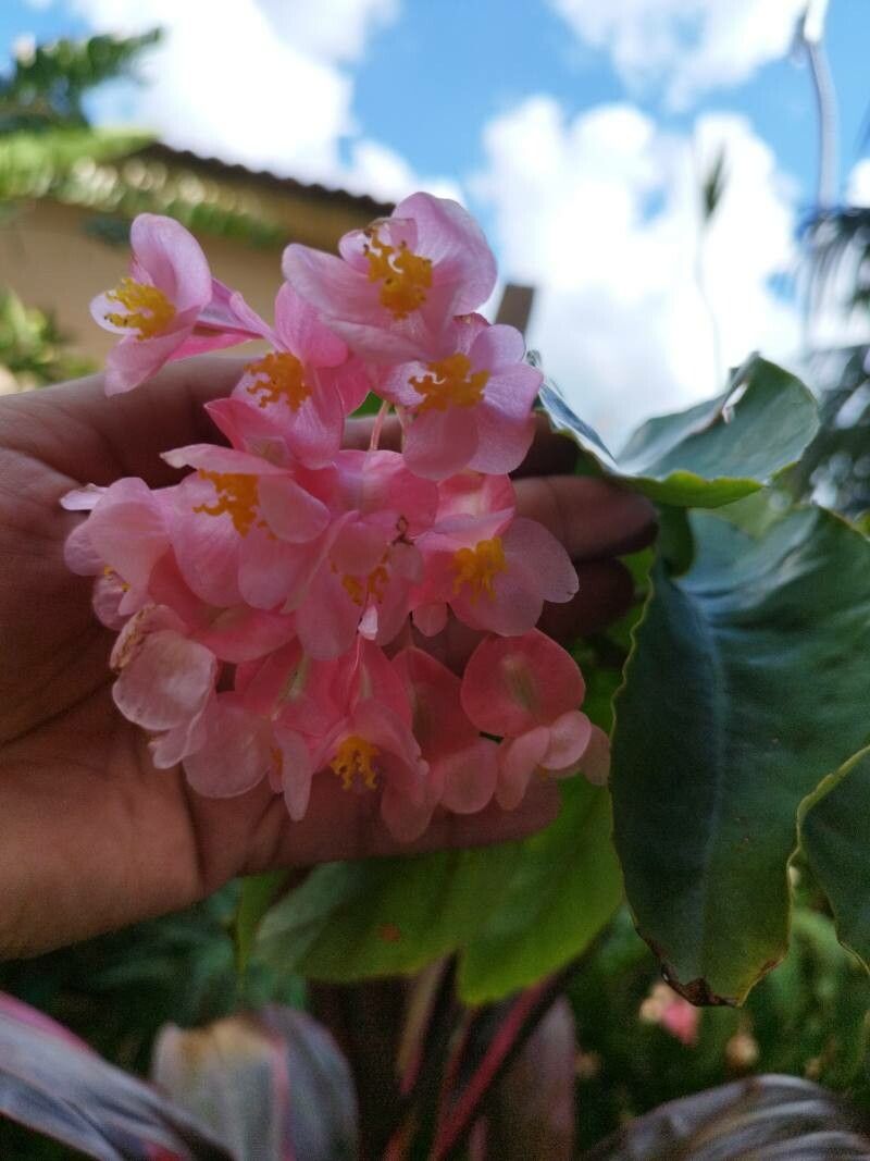 Begônia Asa-de-anjo Vermelha