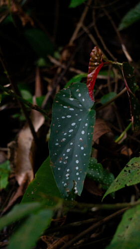 Begônia Maculata (Folha de Bolinhas)