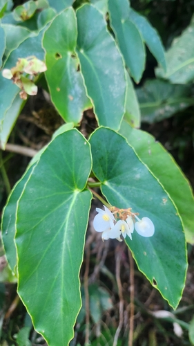 Begônia Maculata (Folha de Bolinhas)