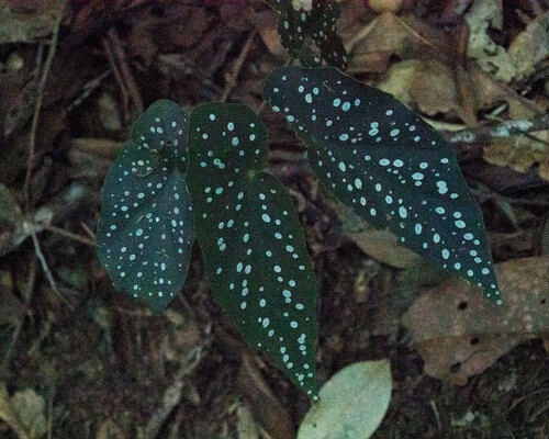 Begônia Maculata (Folha de Bolinhas)