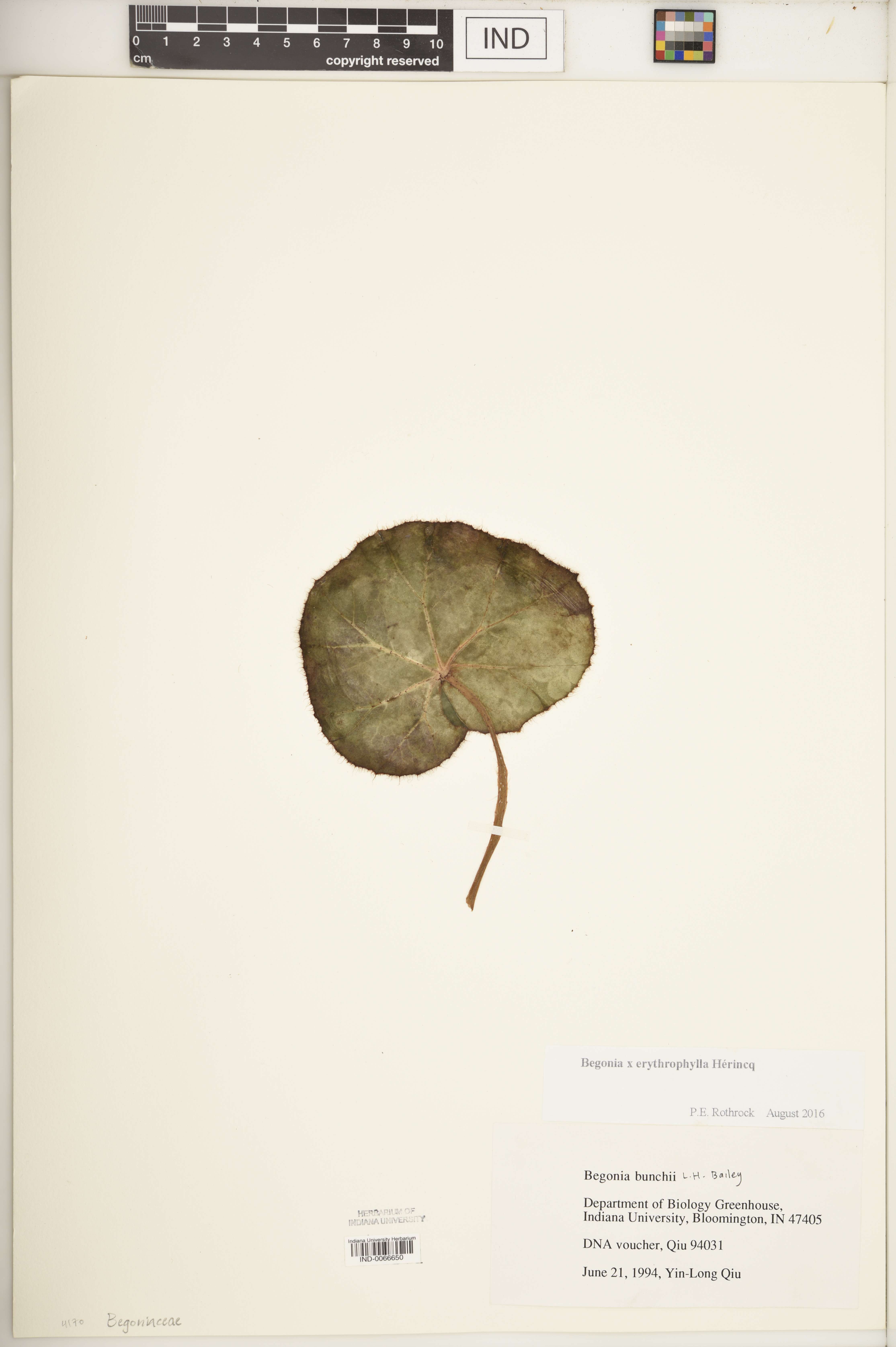 Begônia Lotus (Folha de Cobre)