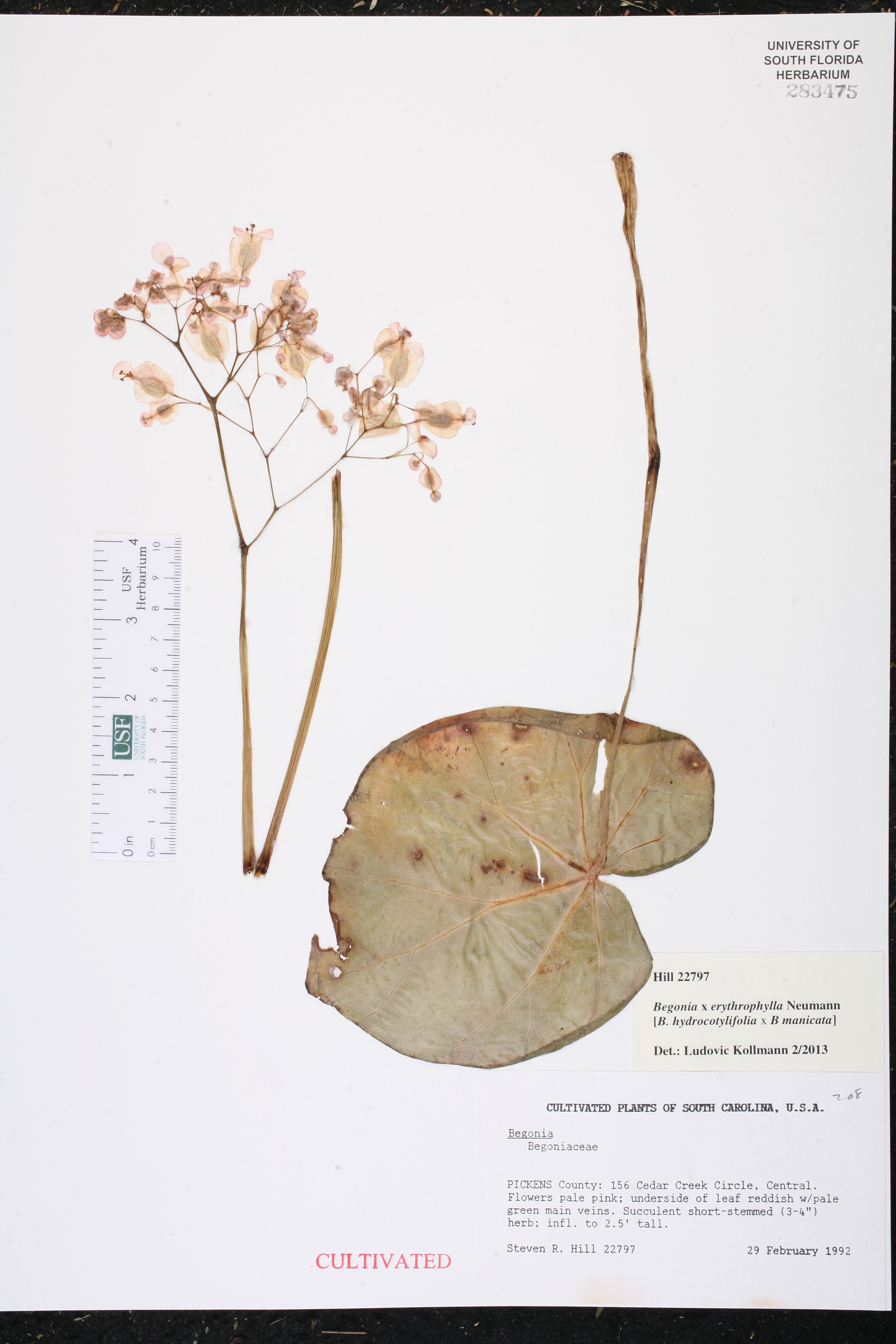 Begônia Lotus (Folha de Cobre)
