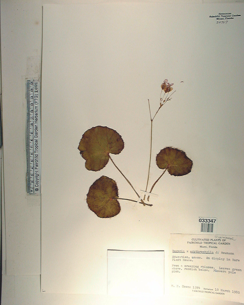 Begônia Lotus (Folha de Cobre)