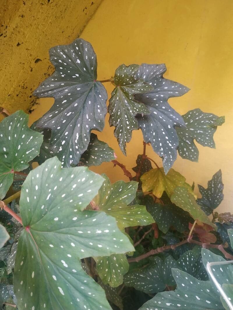 Begônia Aconitifolia de Vaso