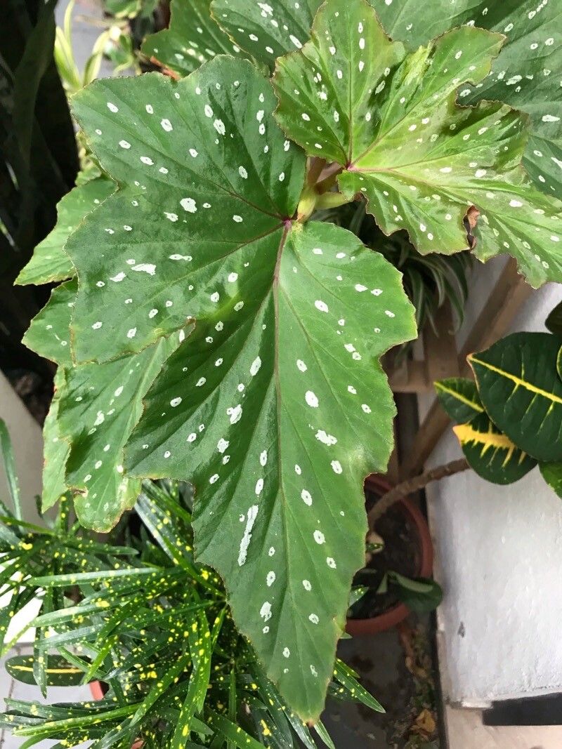 Begônia Aconitifolia de Vaso