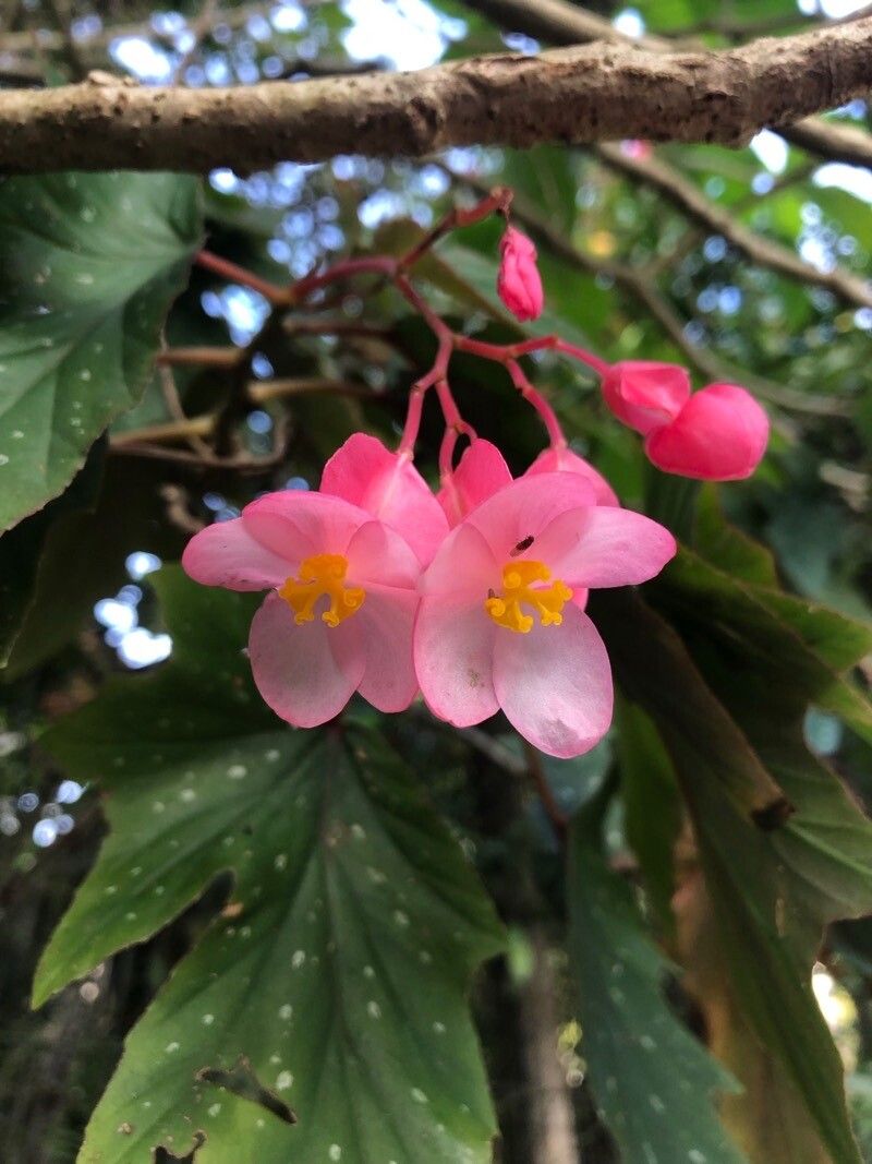 Begônia Aconitifolia de Vaso
