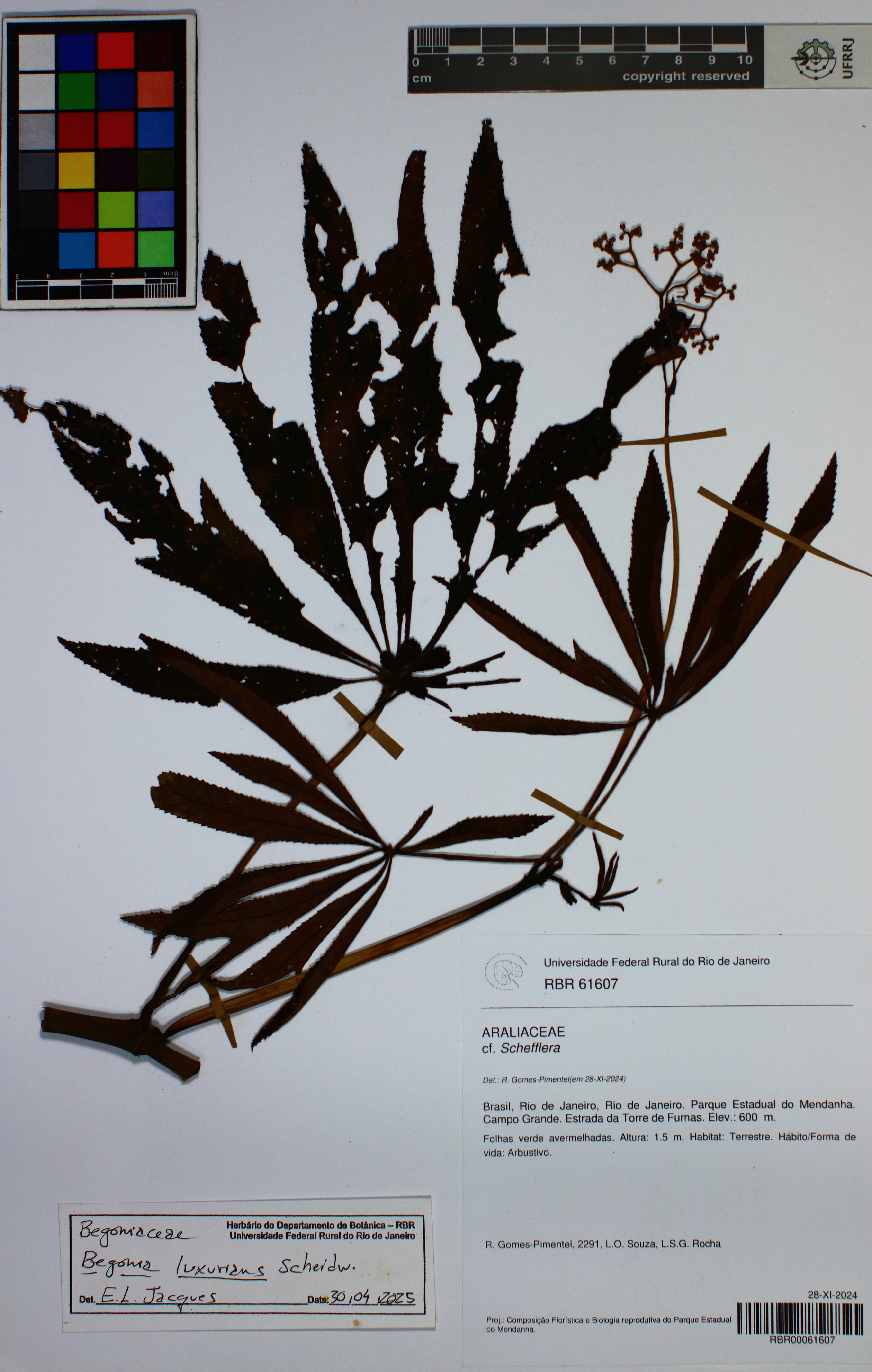 Begônia Luxurians (Begônia Palmeira)