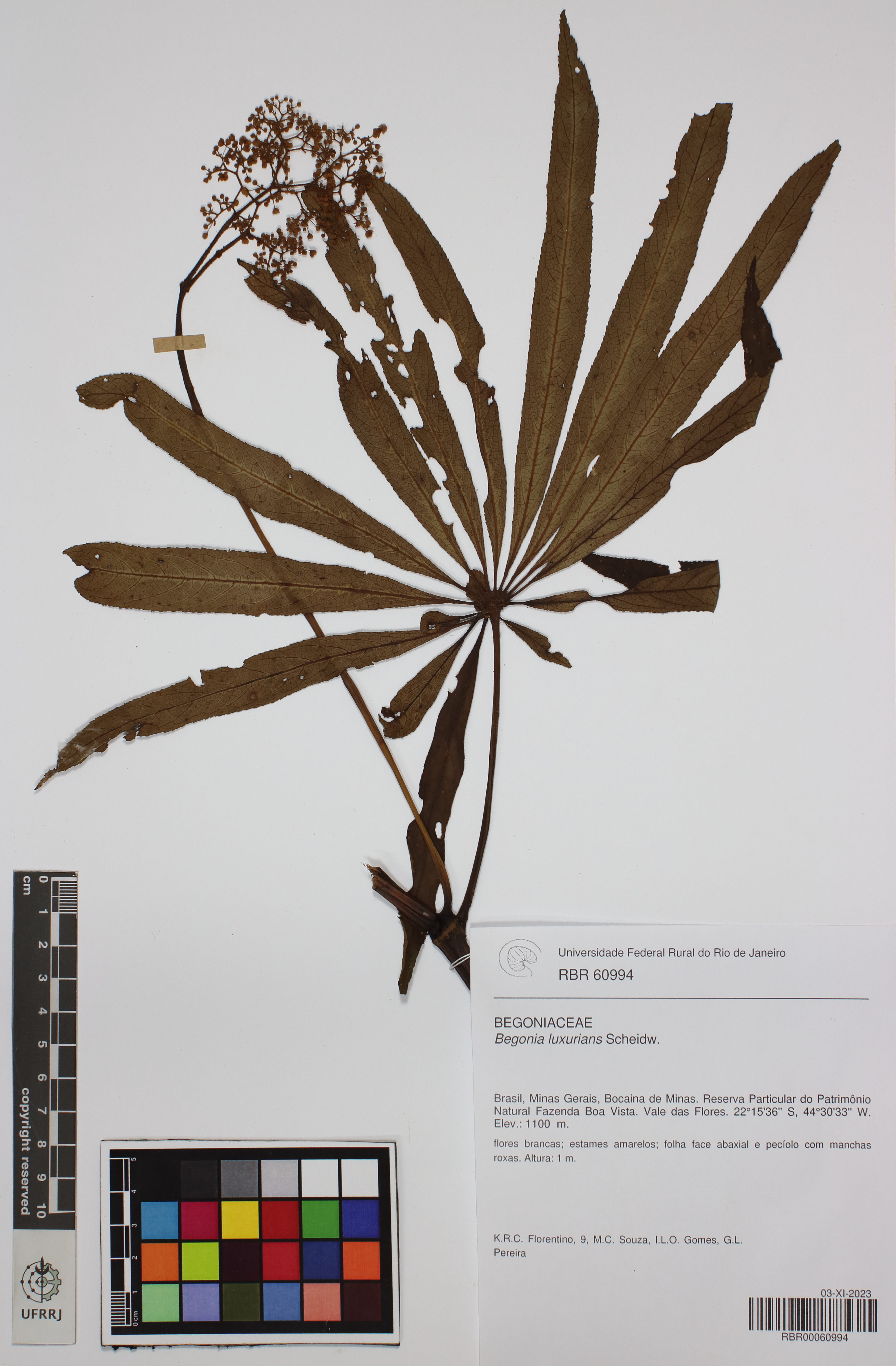 Begônia Luxurians (Begônia Palmeira)