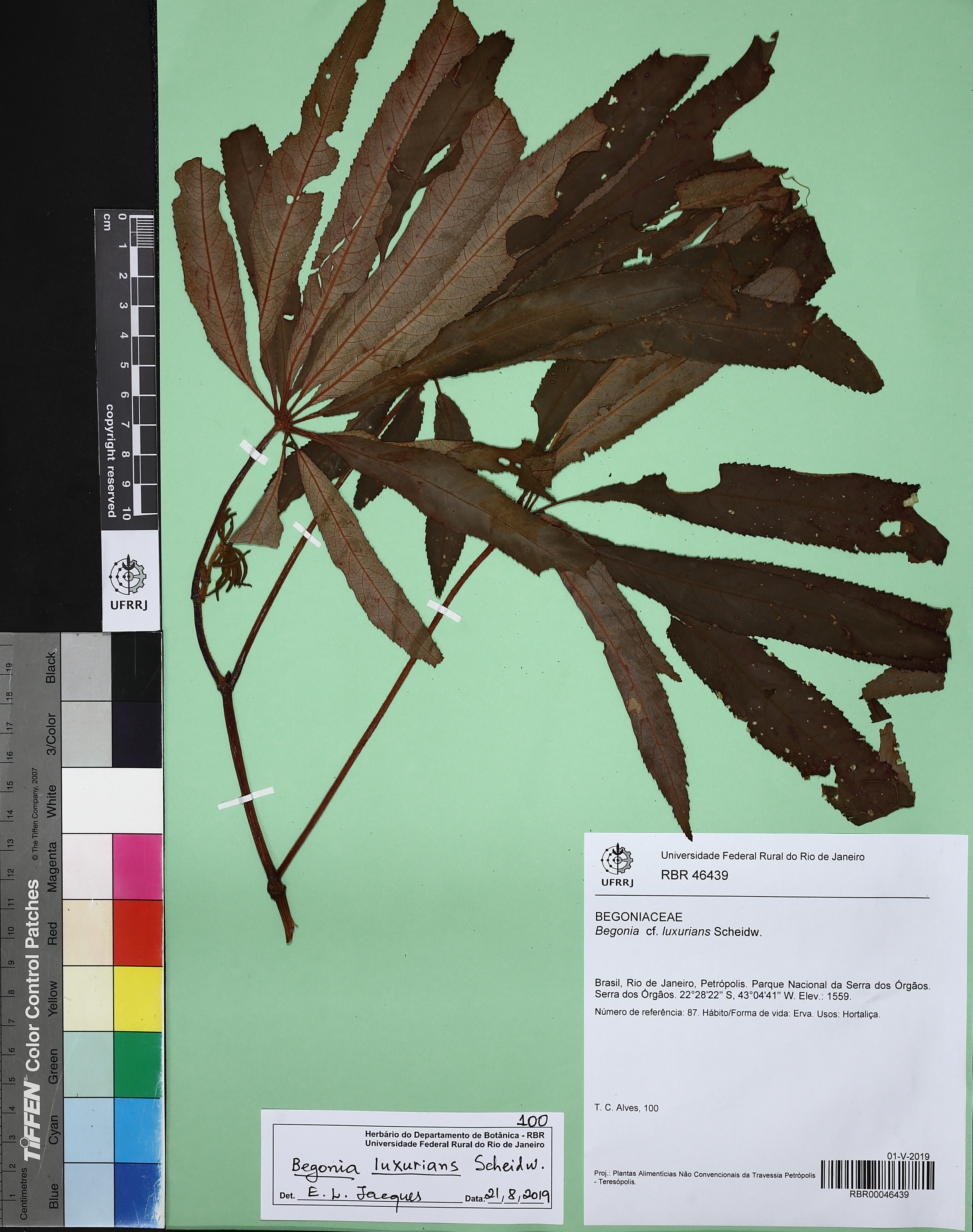 Begônia Luxurians (Begônia Palmeira)