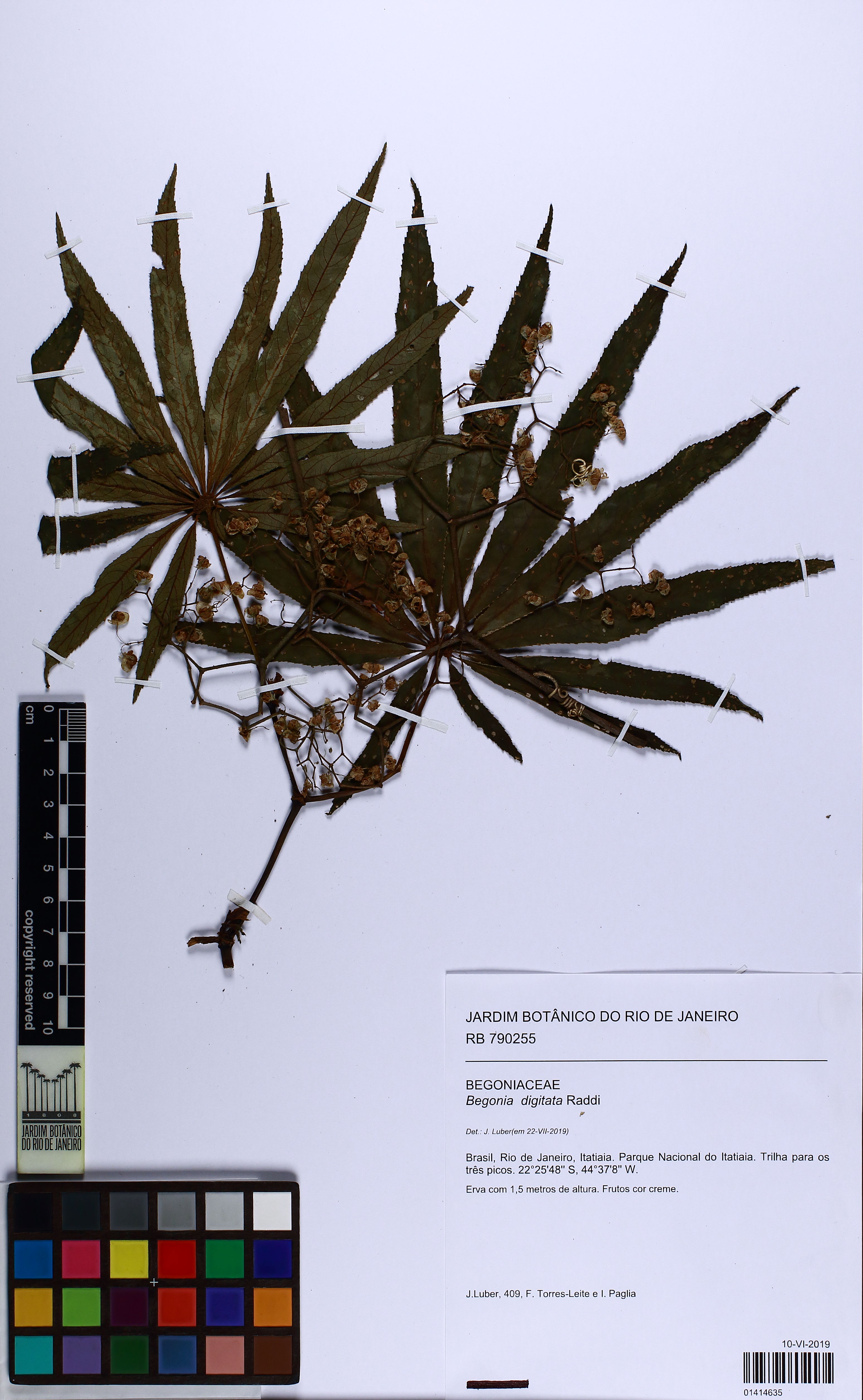 Begônia Luxurians (Begônia Palmeira)