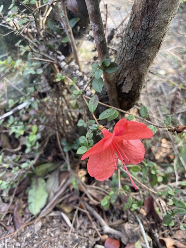 Azaleia de Vaso Rosa Clássica