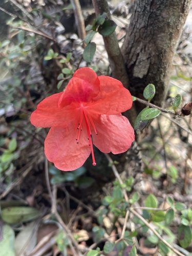 Azaleia de Vaso Rosa Clássica