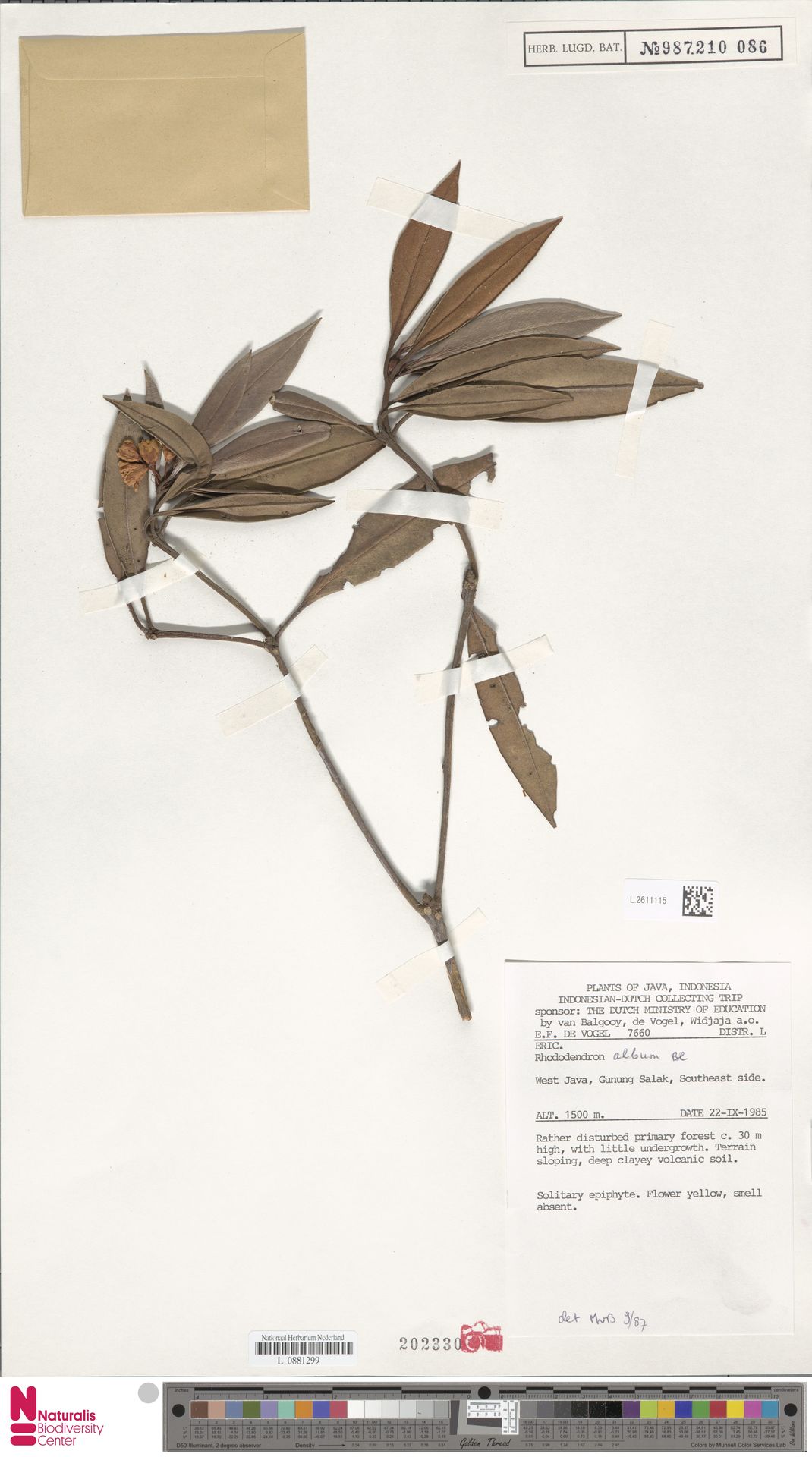 Azaleia de Vaso Branca