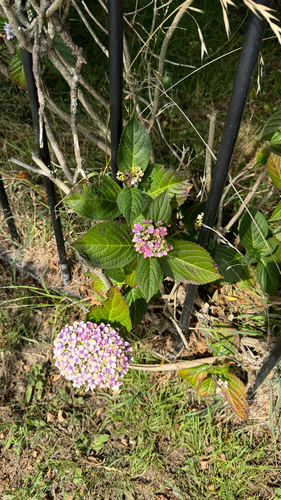 Hortênsia Azul de Vaso