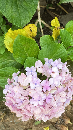 Hortênsia Azul de Vaso