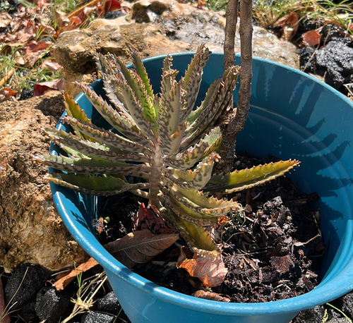 Kalanchoe Calandiva Vermelha (Dobrada)