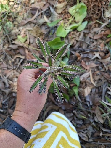 Kalanchoe Calandiva Branca