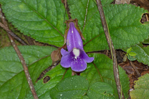 Gloxínia Roxa de Vaso