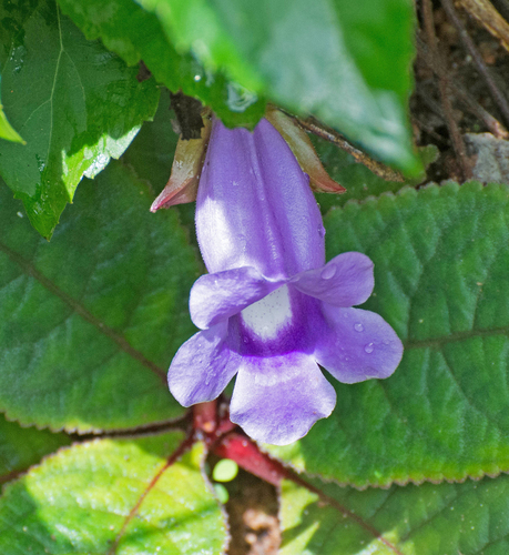 Gloxínia Roxa de Vaso