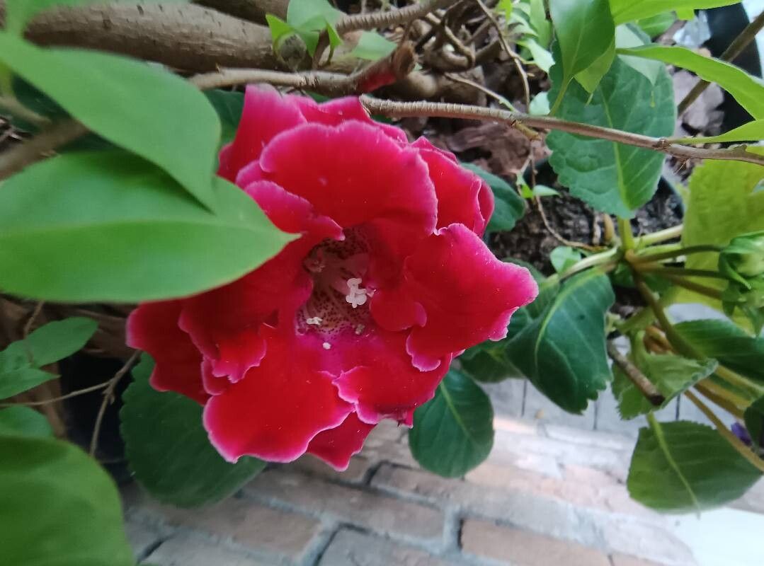 Gloxínia Roxa de Vaso
