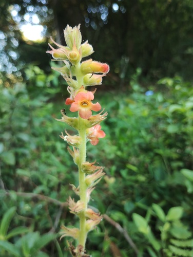 Gloxínia Dobrada Floribunda