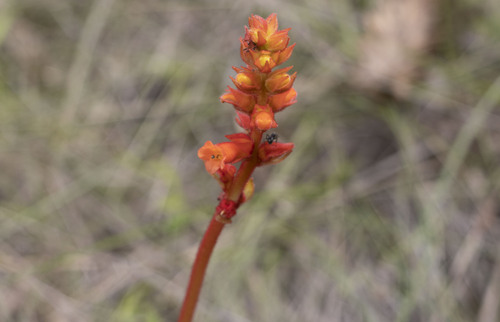 Gloxínia Dobrada Floribunda