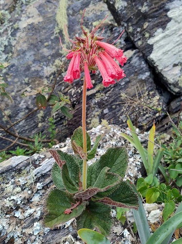 Gloxínia Dobrada Floribunda