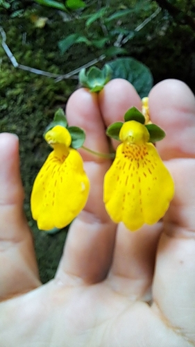 Calceolária Amarela de Vaso
