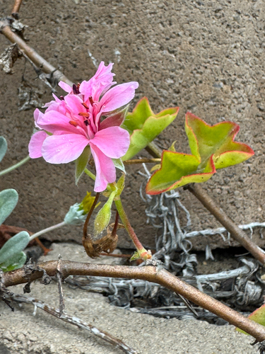 Gerânio Pendente Rosa (Ivy Geranium)