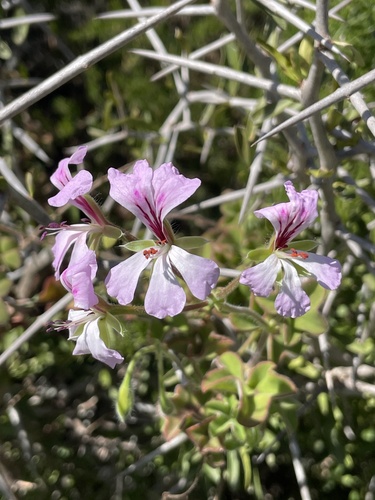 Gerânio Pendente Rosa (Ivy Geranium)