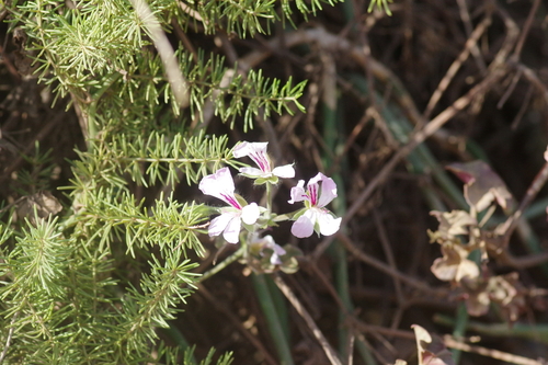 Gerânio Pendente Rosa (Ivy Geranium)