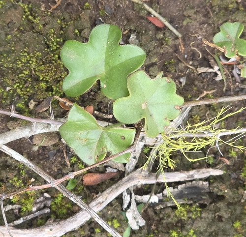 Gerânio Pendente Rosa (Ivy Geranium)