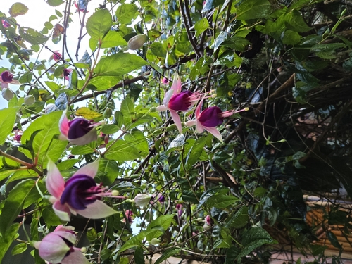 Brinco-de-princesa Roxo e Rosa de Vaso
