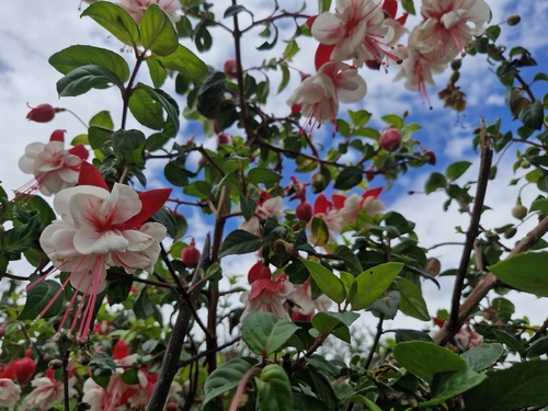 Brinco-de-princesa Roxo e Rosa de Vaso