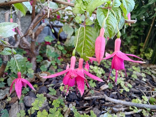 Brinco-de-princesa Roxo e Rosa de Vaso