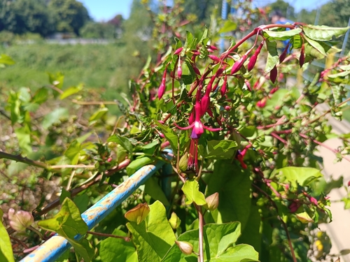 Brinco-de-princesa Silvestre