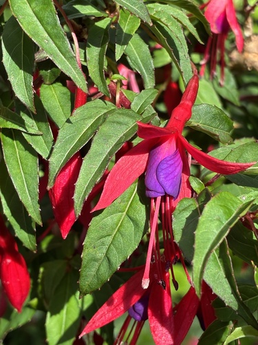 Brinco-de-princesa Silvestre