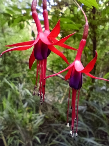 Brinco-de-princesa Vermelho de Vaso