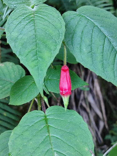 Brinco-de-princesa Sino Bicolor
