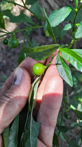 Pimenteira de Vaso (Cereja de Jerusalém)