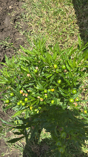 Pimenteira de Vaso (Cereja de Jerusalém)