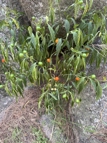 Pimenteira de Vaso (Cereja de Jerusalém)