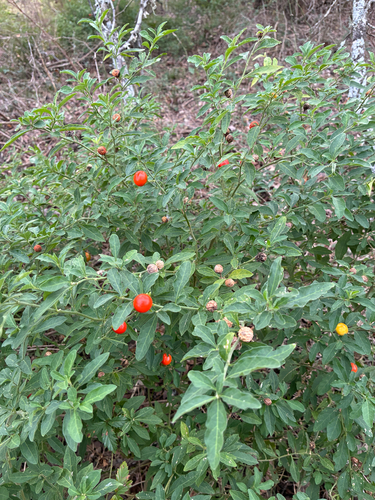 Pimenteira de Vaso (Cereja de Jerusalém)