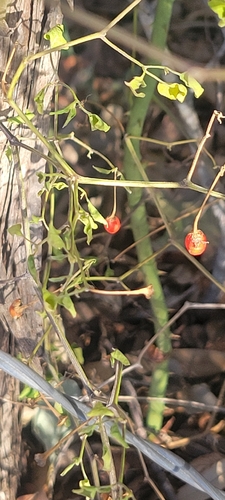 Pimenta Ornamental Arco-íris de Vaso