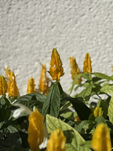 Camarão-amarelo de Vaso