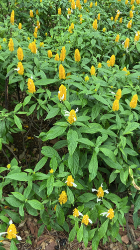 Camarão-amarelo de Vaso