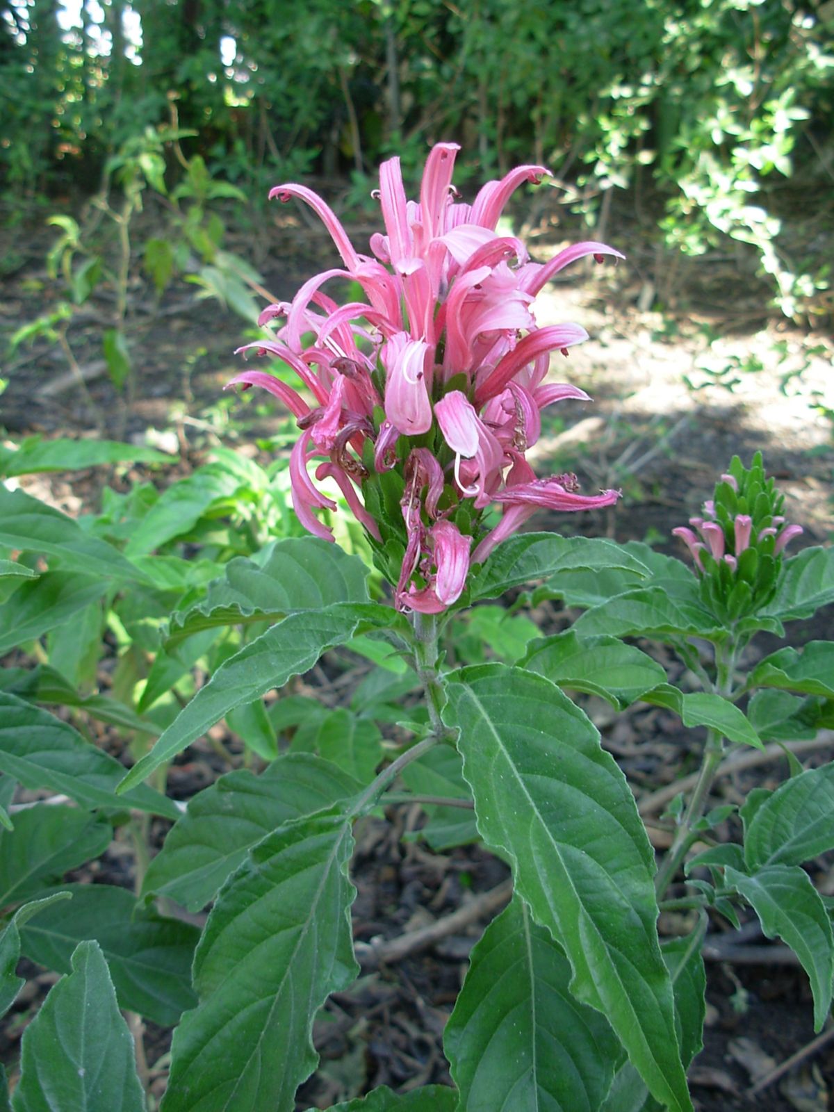 Jacobínia Rosa de Vaso