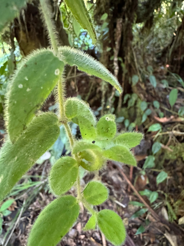 Columneia Peixinho de Vaso